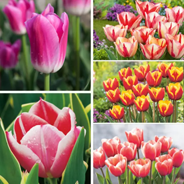 Tulip Triumph Bi Colour Collection Tulip Triumph Bi Colour Collection