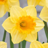 Daffodil Signor Daffodil Signor