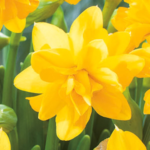 Daffodil Tete Boucle- Pre-Order Daffodil Tete Boucle- Pre-Order