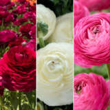 F1 Ranunculi Pastel Collection Colranf1p 2026 - Garden Express Australia