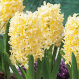 Hyacinth Yellowstone Hyacinth Yellowstone