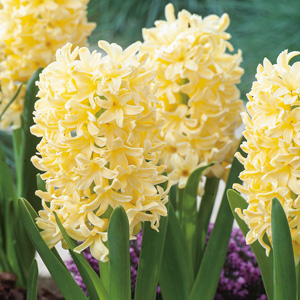 Hyacinth Yellowstone Hyacinth Yellowstone