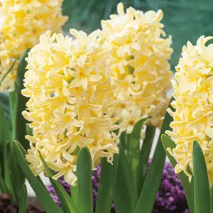 Hyacinth Yellowstone Hyacinth Yellowstone