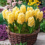 Hyacinth Yellowstone Hyacinth Yellowstone