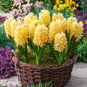 Hyacinth Yellowstone Hyacinth Yellowstone