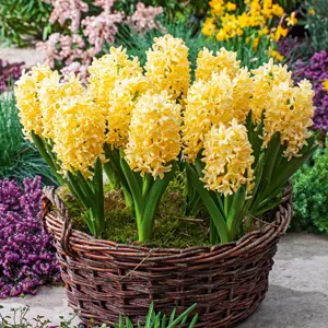 Hyacinth Yellowstone Hyacinth Yellowstone