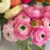 Ranunculi F1 – Light Pink Ranunculi F1 – Light Pink