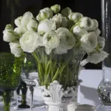 Ranunculi F1 – White Ranunculi F1 – White