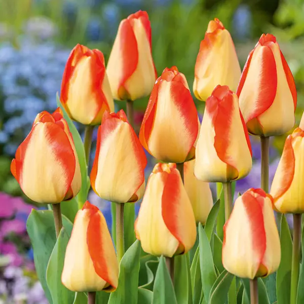 Tulip American Dream Tulip American Dream