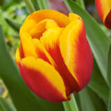 Tulip Gerrit Van Der Valk Tulip Gerrit Van Der Valk