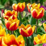 Tulip Gerrit Van Der Valk Tulip Gerrit Van Der Valk