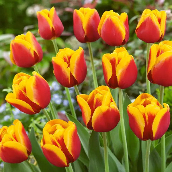 Tulip Gerrit Van Der Valk Tulip Gerrit Van Der Valk
