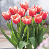 Tulip Timeless