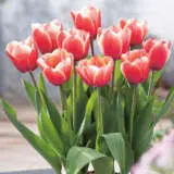 Tulip Timeless Tulip Timeless