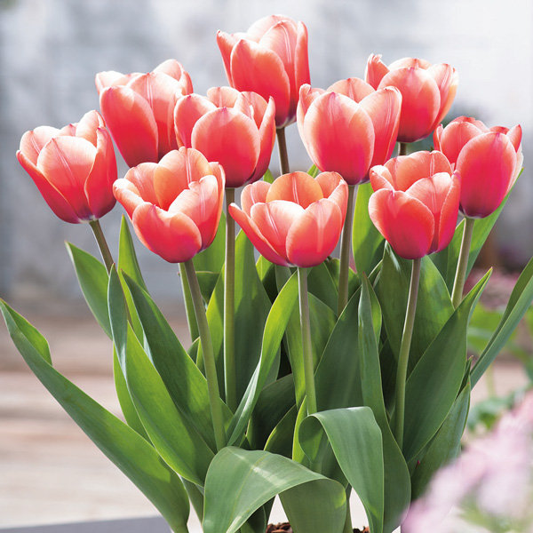 Tulip Timeless