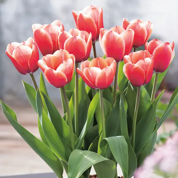 Tulip Timeless Tulip Timeless