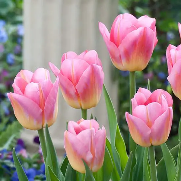 Tulip Tom Pouce Tulip Tom Pouce