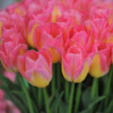 Tulip Tom Pouce