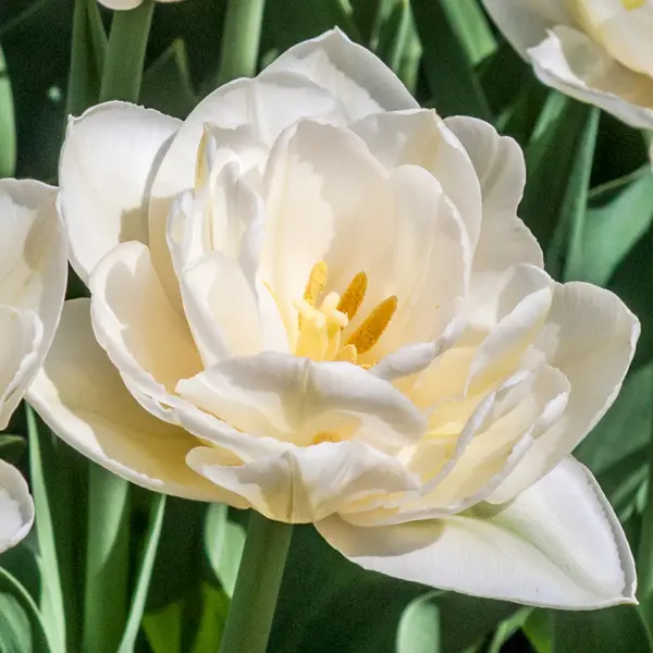 Tulip White Heart Tulip White Heart