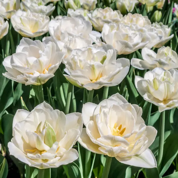 Tulip White Heart Tulip White Heart