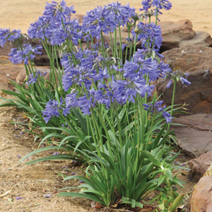 Agapanthus Bingo Blue Tm (pbr) Agapanthus Bingo Blue Tm (pbr)