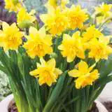 Daffodil Tete Boucle- Pre-Order Daffodil Tete Boucle- Pre-Order
