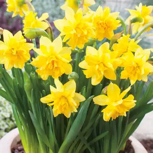 Daffodil Tete Boucle- Pre-Order Daffodil Tete Boucle- Pre-Order