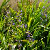 Dianella Caerulea Lpodiacae - Garden Express Australia