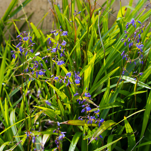 Dianella Caerulea Dianella Caerulea