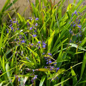 Dianella Caerulea