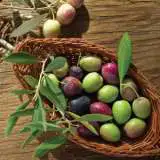 Dwarf Olive Garden Harvest Lpodoligh - Garden Express Australia