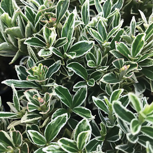Euonymus Silver Pillar Euonymus Silver Pillar