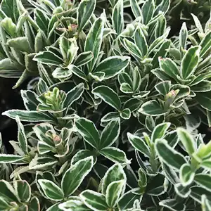 Euonymus Silver Pillar Euonymus Silver Pillar