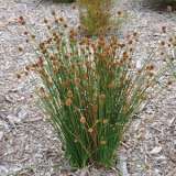 Ficinia Nodosa Lpoficnod - Garden Express Australia
