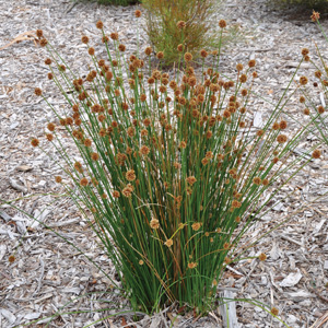 Ficinia Nodosa 75mm Pot Ficinia Nodosa 75mm Pot