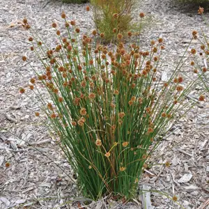 Ficinia Nodosa 75mm Pot