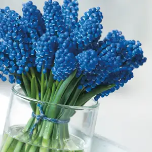 Grape Hyacinth Big Smile Grape Hyacinth Big Smile