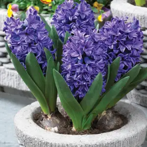 Hyacinth Blue Trophy Hyacinth Blue Trophy