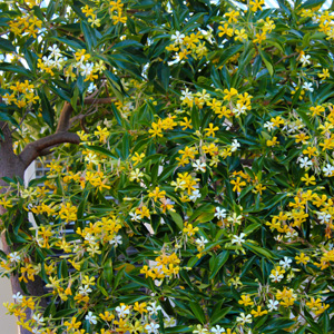 Native Frangipani Native Frangipani