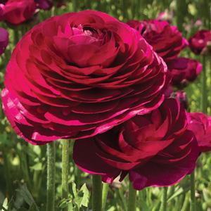 Ranunculi F1 – Burgundy Ranunculi F1 – Burgundy