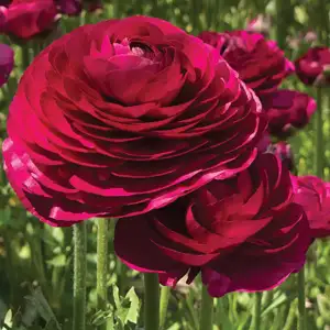 Ranunculi F1 – Burgundy Ranunculi F1 – Burgundy