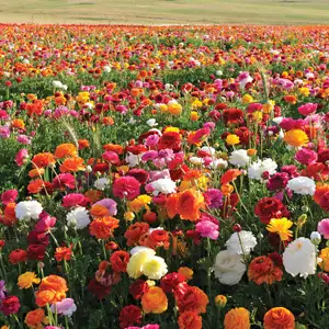 Gurus Spring Show Bag – 150 Bulbs Gurus Spring Show Bag – 150 Bulbs
