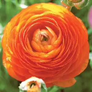 Ranunculi F1 – Orange