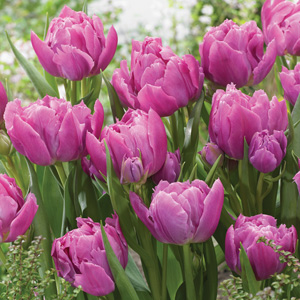 Tulip Double Price Tulip Double Price