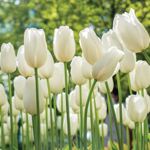 Tulip Lanka
