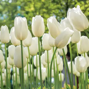 Tulip Lanka Tulip Lanka