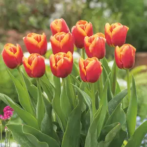 Tulip Rambo