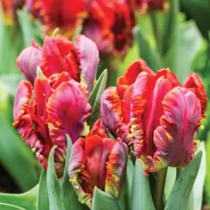 Tulip Rococo Tulip Rococo