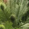 Wollemi Pine Webp Net Resizeimage 3 - Garden Express Australia