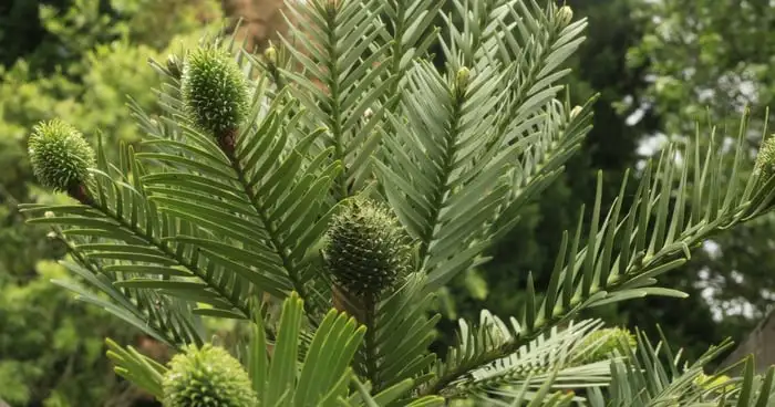 Wollemi Pine Wollemi Pine